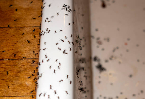 Best Insect Control  in Merton, WI
