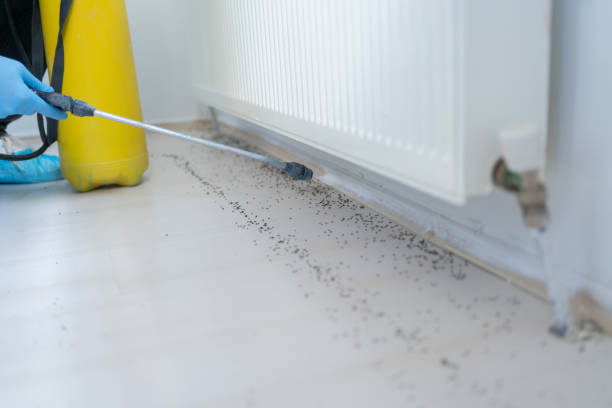 Best Wasp Removal Services  in Merton, WI